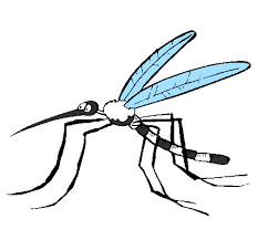 Lotta integrata alle zanzare, con particolare attenzione al contenimento della diffusione dalla zanzara tigre (Aedes albopictus)